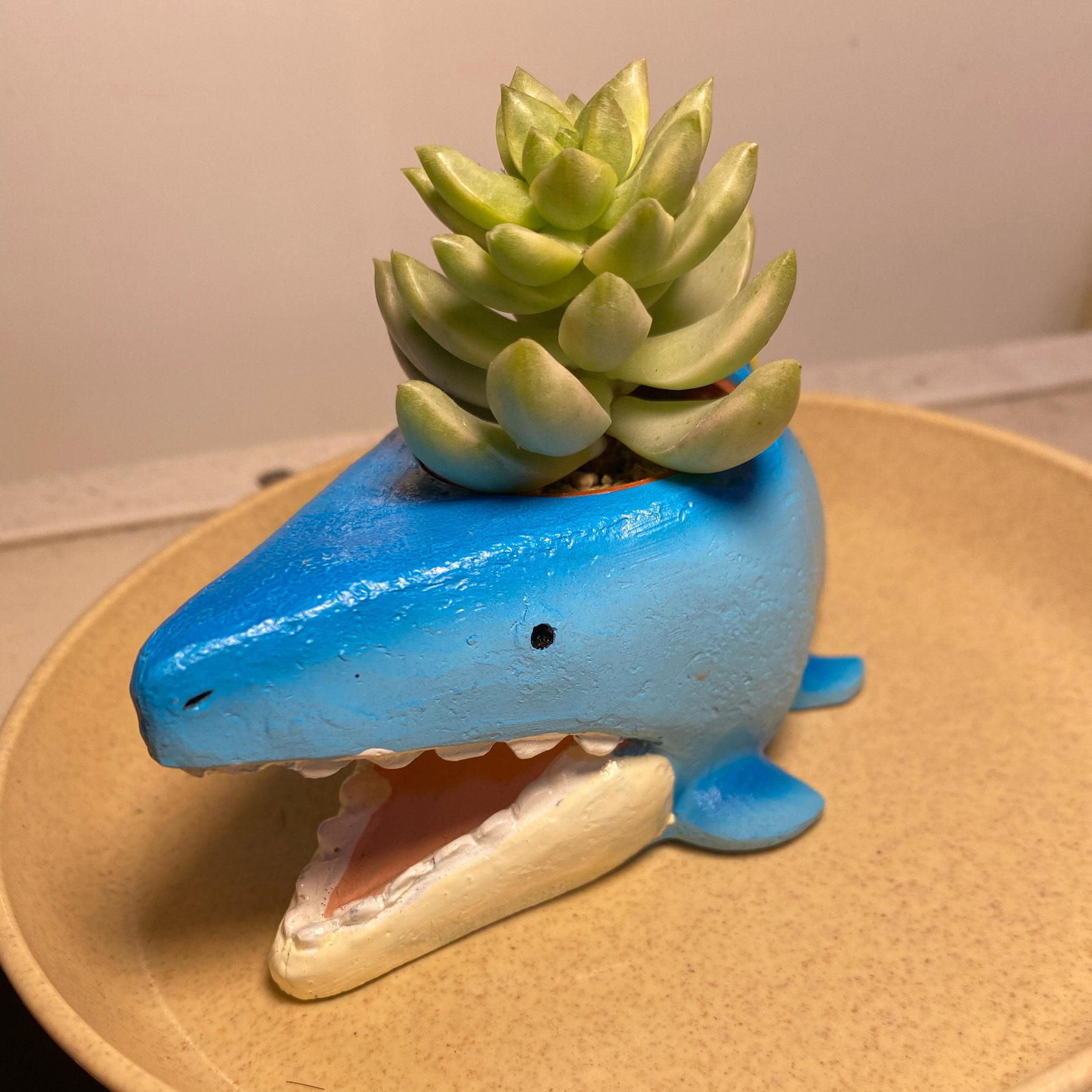 ぴゃっぴゃにの写真